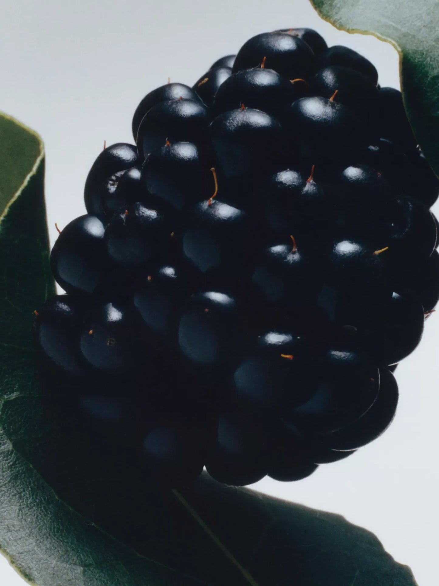 Blackberry and Bay Bar Soap 100g